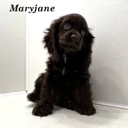 puppy, for, sale, Cocker Spaniel, Joe & Cherri  Overlease, dog, breeder, Miller, MO, dog-breeder, puppy-for-sale, forsale, nearby, find, puppyfind, locator, puppylocator, aca